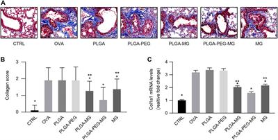 Prophylactic and therapeutic potential of magnolol-loaded PLGA-PEG nanoparticles in a chronic murine model of allergic asthma